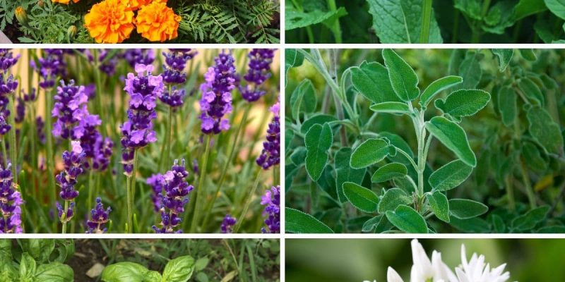 12 Plants that Help Repel Bugs Naturally