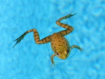 5 Plants That You Can Plant Around Pools to Help Repel Frogs