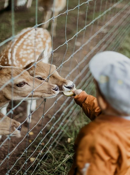 Advantages of Feeding and Keeping Deer