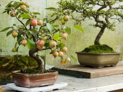 Apple Bonsai Tree