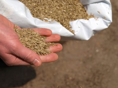 Hand sowing grass, closeup