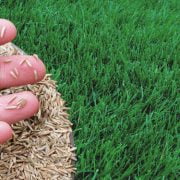 types of grass seed