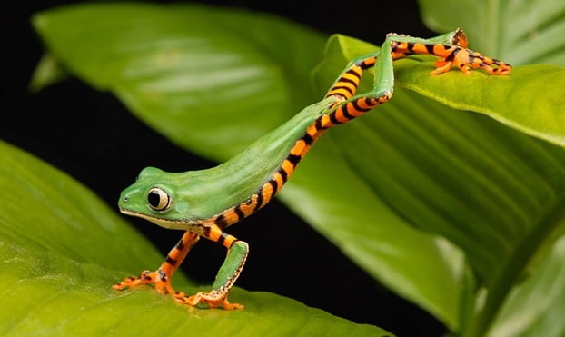 Effective Ways to Get Rid of Tree Frogs