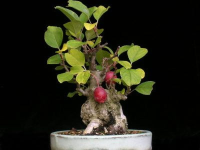 Apple Bonsai Tree