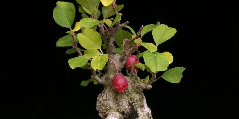 Apple Bonsai Tree