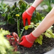 How Do You Pull Grass for Desert Landscape