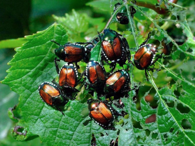 How to Get Rid of Japanese Beetles in The Garden