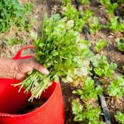 How to Grow Cilantro from Cuttings (Full Guide)