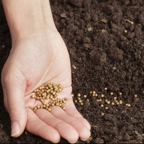 Planting Cilantro from Seeds