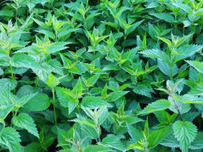 Plants That Repels Fleas