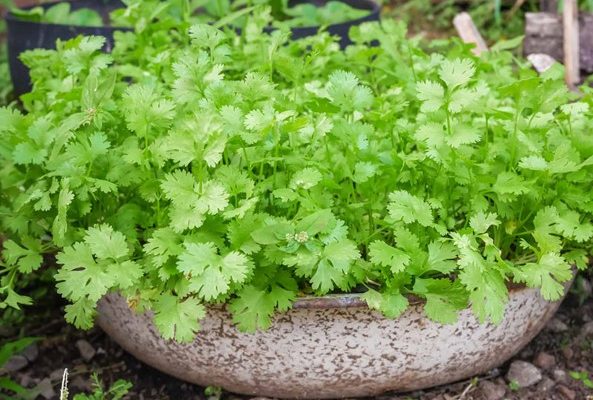 What Are Some Tips to Grow Cilantro