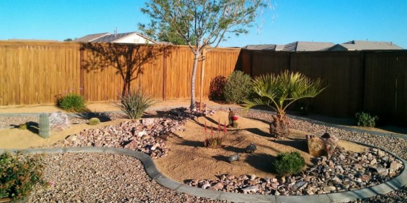 What Are the Best Trees for Desert Landscaping