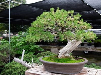 What Do You Mean by Bonsai Tree