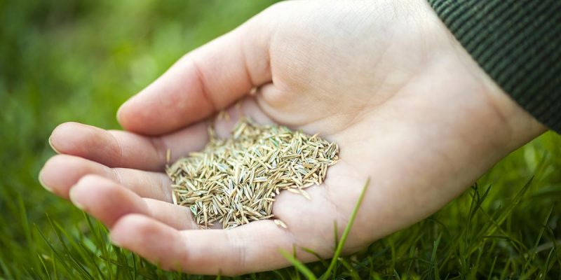 does grass seed go bad