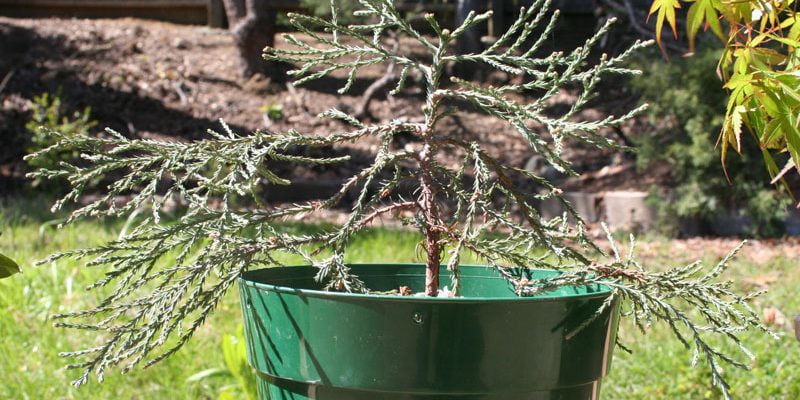Giant Sequoia Bonsai