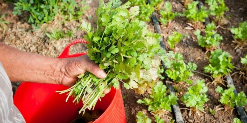 How To Grow Cilantro Guide Inside and Outside