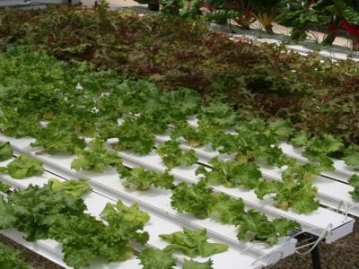 How To Make Your Own DIY Hydroponic Tower Garden