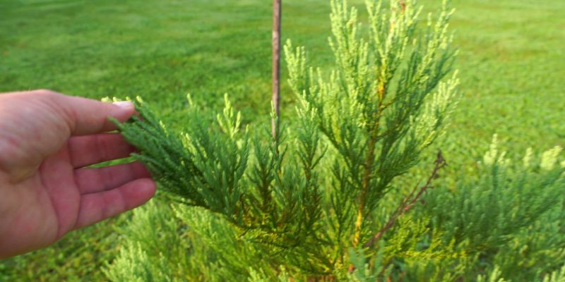 Sequoia Bonsai Tree is Dying
