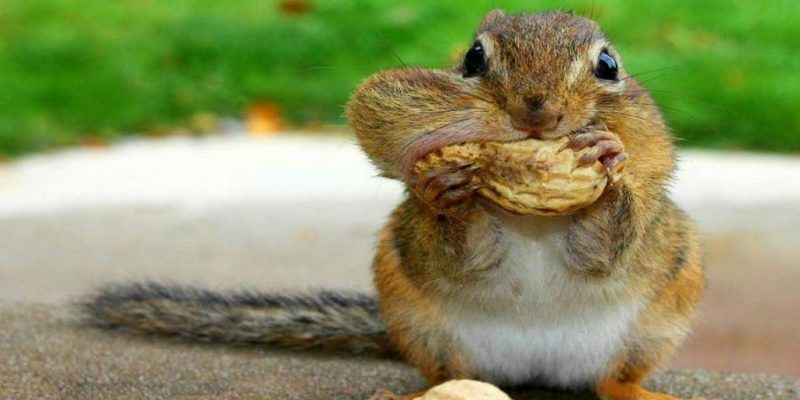 Want To Feed Squirrels Here are the Food You Should Carry