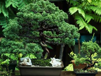 What is the Significance of a Bonsai Tree