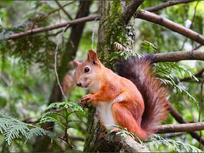 Why Don't We Eat Squirrels Weird Facts About a Quirky Animal