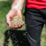 Will Grass Seed Grow if you just Throw it in Soil
