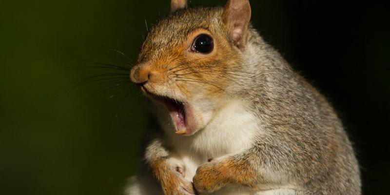 Eating Squirrel