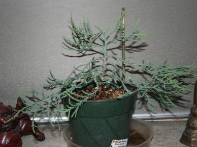 Large Sequoia Bonsai