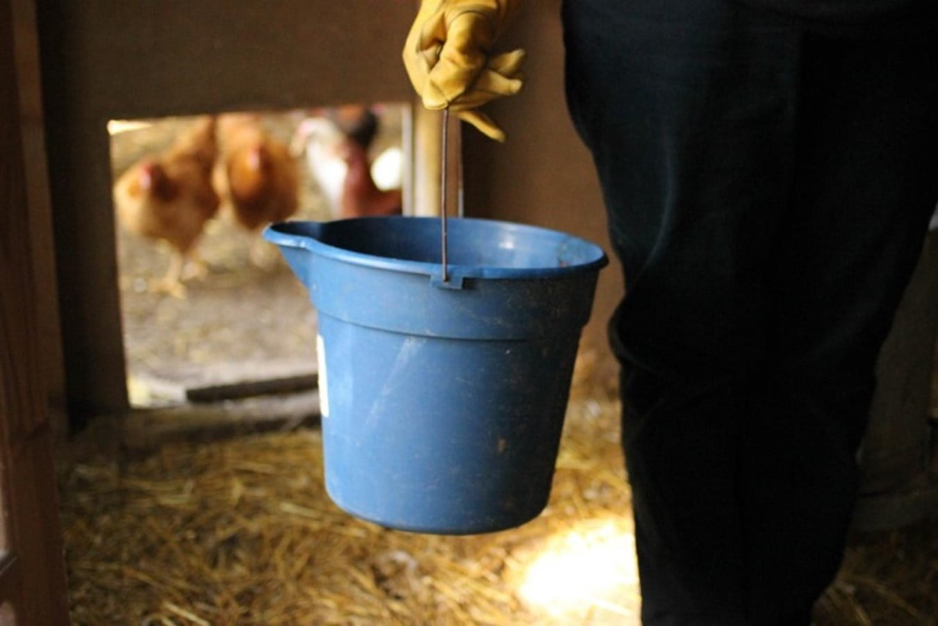 12 Steps to Clean Your Chicken Coop with Ease - Organize With Sandy