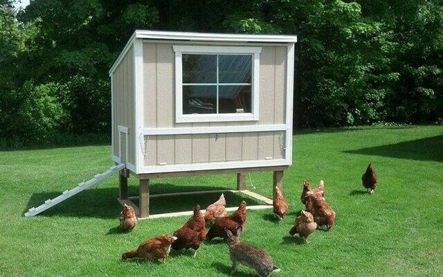 The Best Automatic Chicken Coop Door Opener 7 Reviews