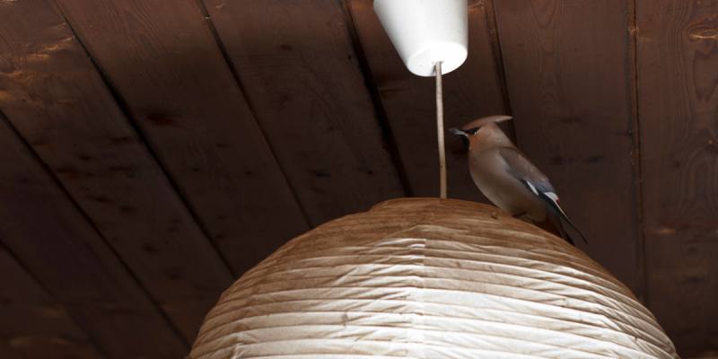 Catch a Bird in The House