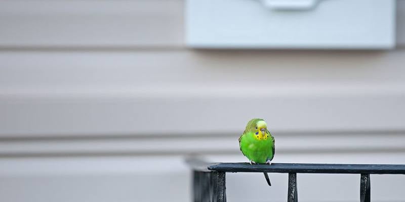 Catch an Escaped Bird