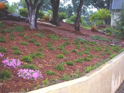 Hillside Erosion Control