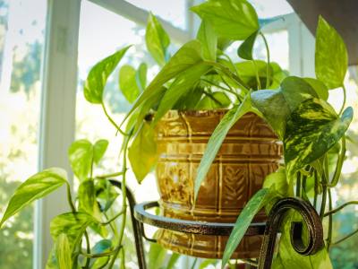 Houseplant Protection Guide