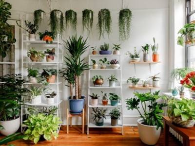 Indoor plants against a wall