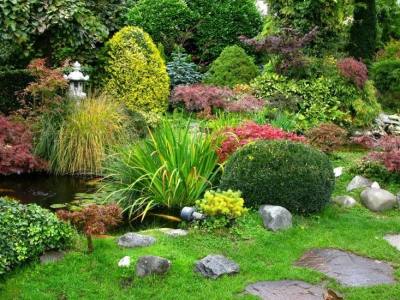 Plant Goes in a Japanese Garden