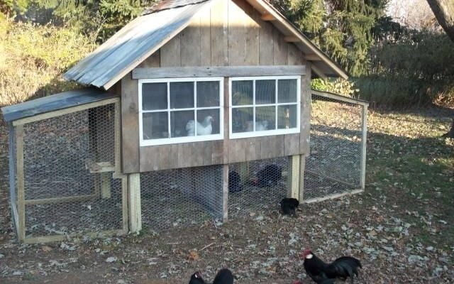 Can You Have Two Chicken Coops at the Same Place