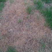 Dead Grass Tips to Regrow, Treat or Prevent