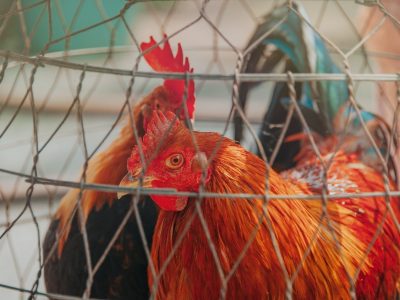 The Best and Worst Colors for a Chicken Coop
