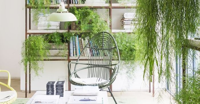 Indoor Hanging Plants