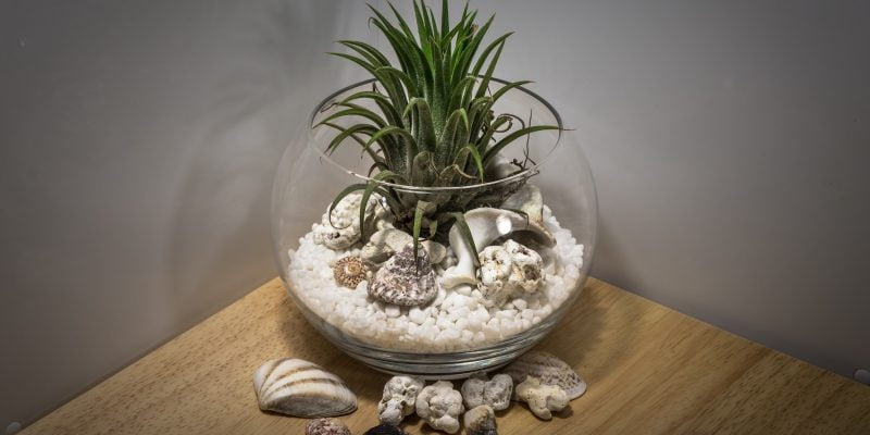 Low Light Terrarium Plant Collection