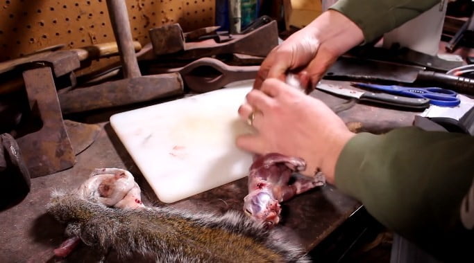 Perfect Season to Eat Squirrel