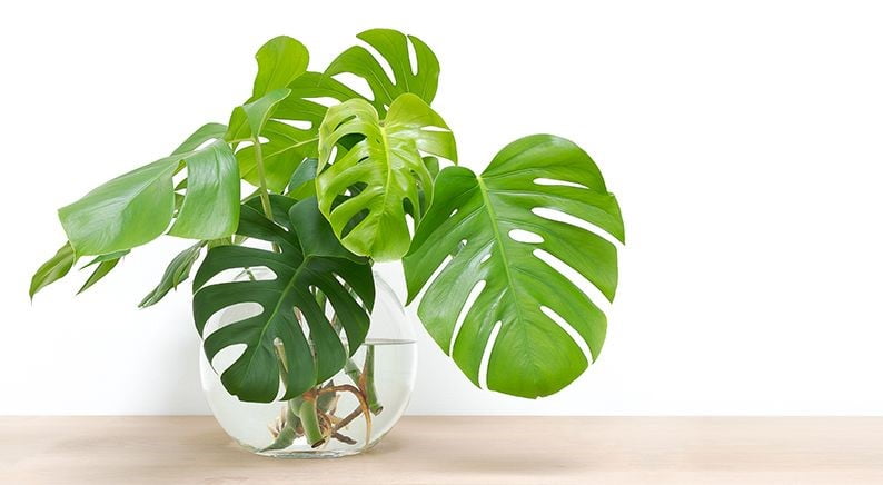 Swiss Cheese Plant
