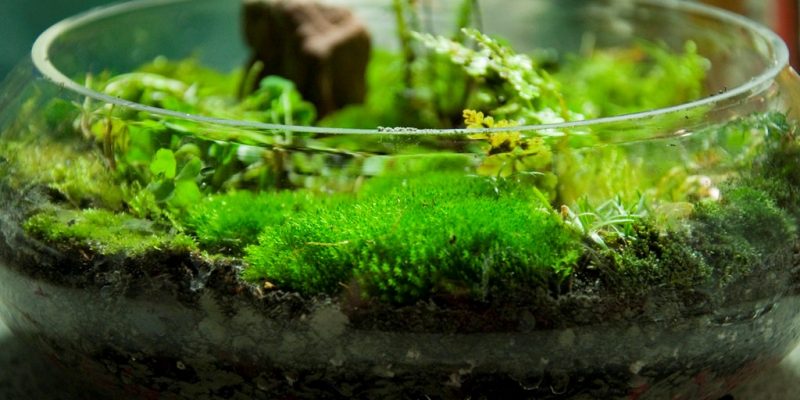 The Best Micro Ferns and Mosses for a Small Terrarium