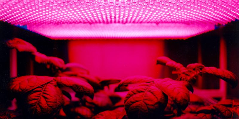 What Plants Grow in Fluorescent Light