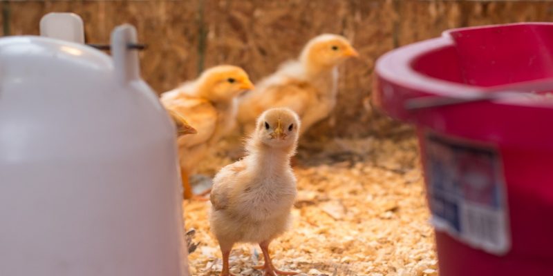 When To Move Chicks from Brooder to Chicken Coop