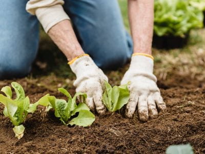 Free Crop unrecognizable gardener in gloves and jeans planting green plants into fertile soil while working in garden on summer day Stock Photo