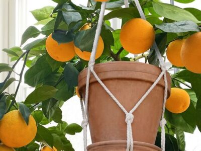 cipo sweet orange HomeGardenandHomestead