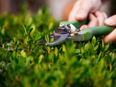 Create a Sustainable Home Garden: 6 Useful Tips for Beginners