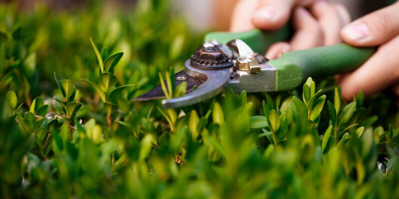 Create a Sustainable Home Garden: 6 Useful Tips for Beginners